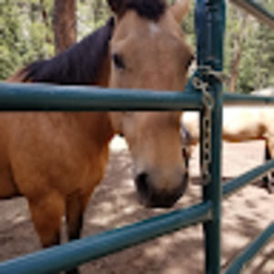 Meet your Posher, Gabby